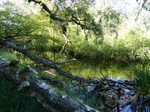 FZ032349 Lake in forest.jpg